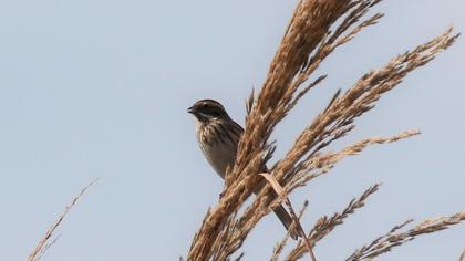 Common Reed Bunting