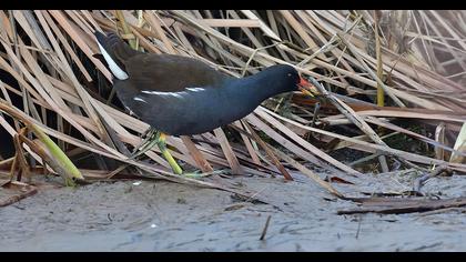 Common Moorhen
