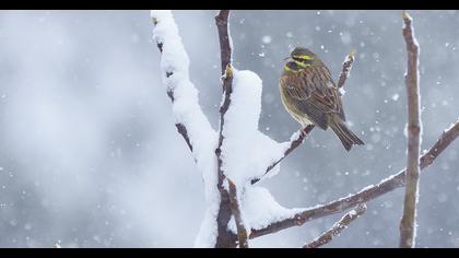 Cirl Bunting