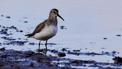Dunlin