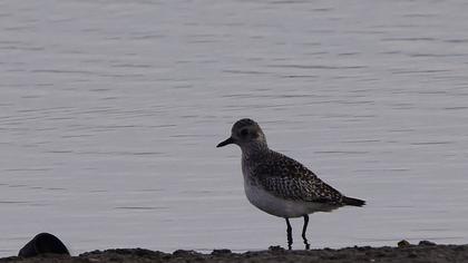 Grey Plover