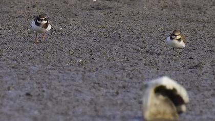 Common Ringed Plover