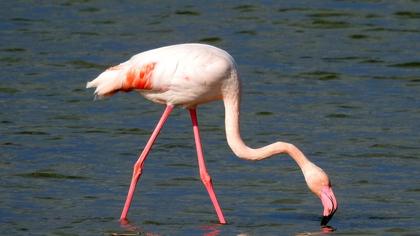 Greater Flamingo