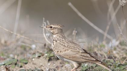 Crested Lark