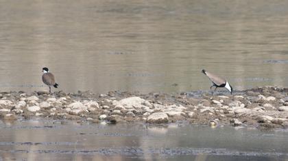 Spur-winged Lapwing