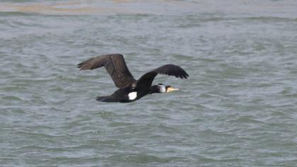 Great Cormorant