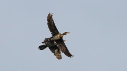 Pygmy Cormorant