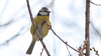 Eurasian Blue Tit