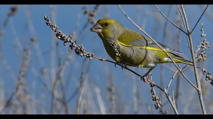 European Greenfinch