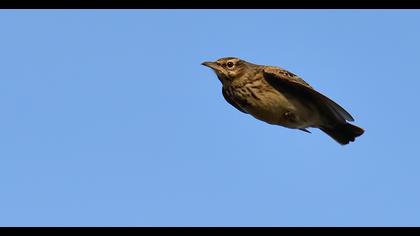 Crested Lark