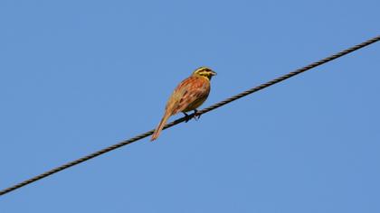Cirl Bunting