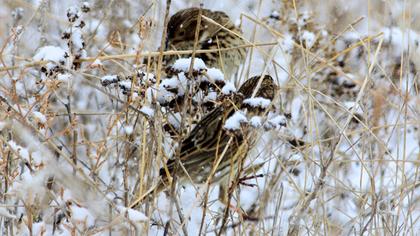 Corn Bunting