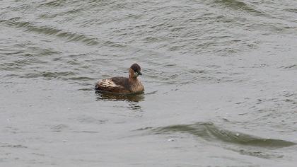 Little Grebe