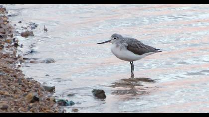Common Greenshank