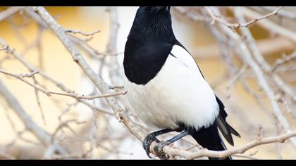 Eurasian Magpie