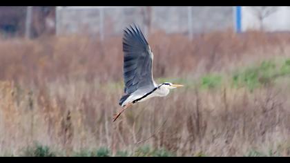 Grey Heron