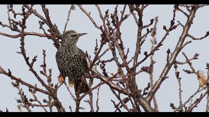Common Starling