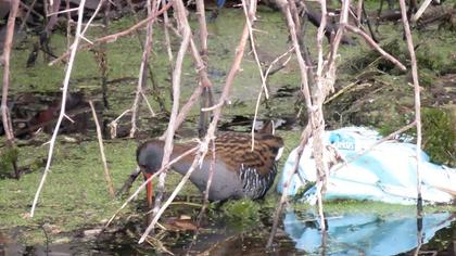 Water Rail