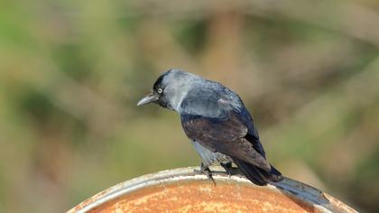 Western Jackdaw