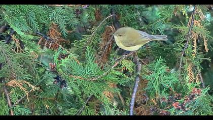Common Chiffchaff