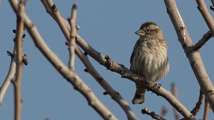 Rock Sparrow