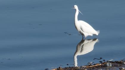 Little Egret