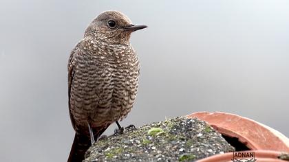Blue Rock Thrush