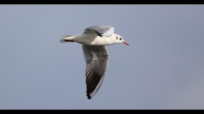 Black-headed Gull