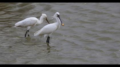 Eurasian Spoonbill