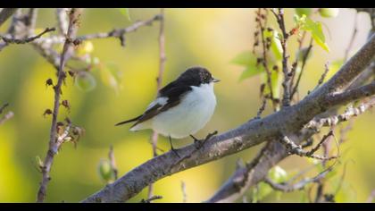 European Pied Flycatcher