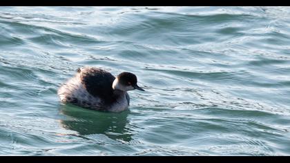 Black-necked Grebe