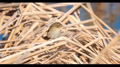 Common Chiffchaff