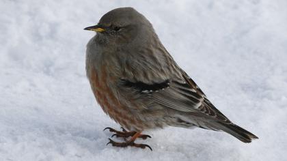 Alpine Accentor