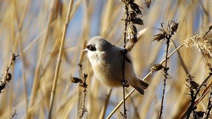 Eurasian Penduline Tit