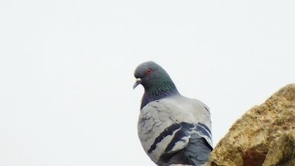 Rock Dove