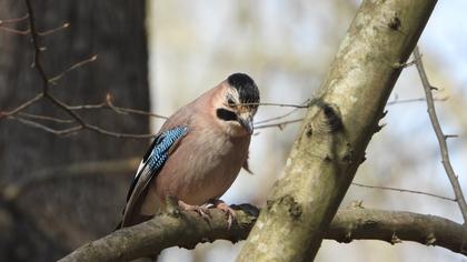Eurasian Jay