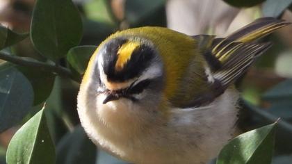 Common Firecrest