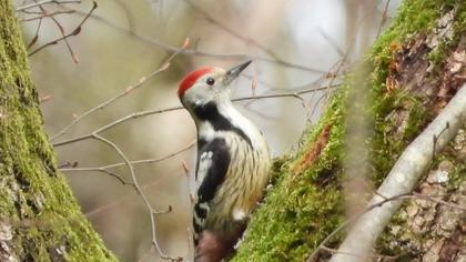 Middle Spotted Woodpecker