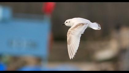 Little Gull