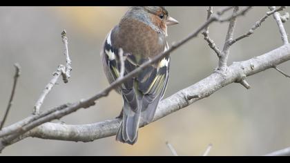 Common Chaffinch