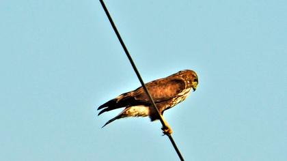 Common Buzzard