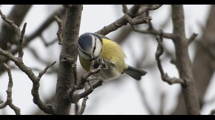 Eurasian Blue Tit