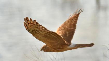 Hen Harrier