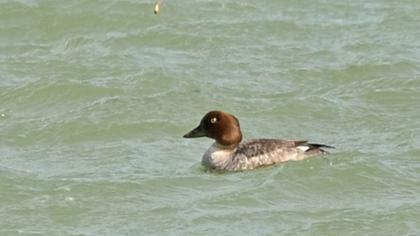Common Goldeneye