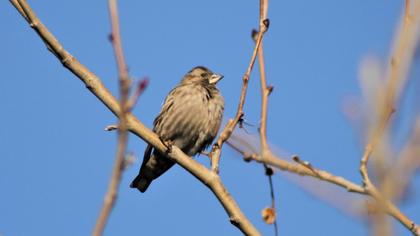 Rock Sparrow