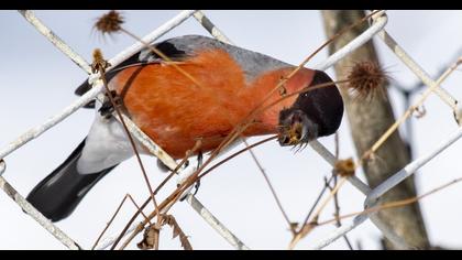 Eurasian Bullfinch