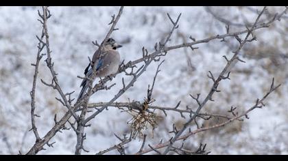 Eurasian Jay