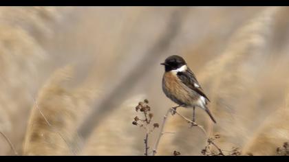 European Stonechat