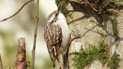 Short-toed Treecreeper