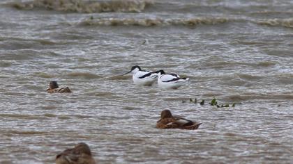 Pied Avocet